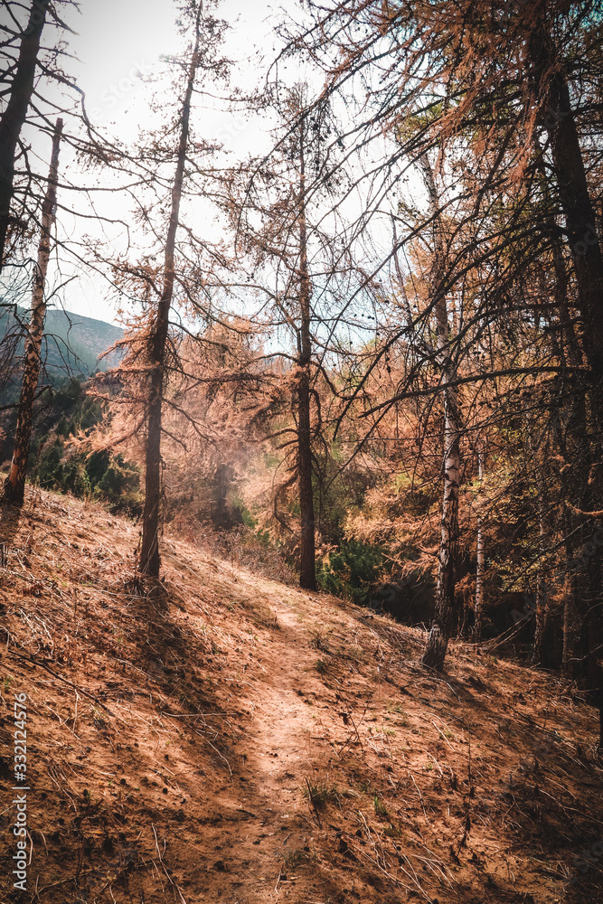 Obraz premium Path in the golden forest