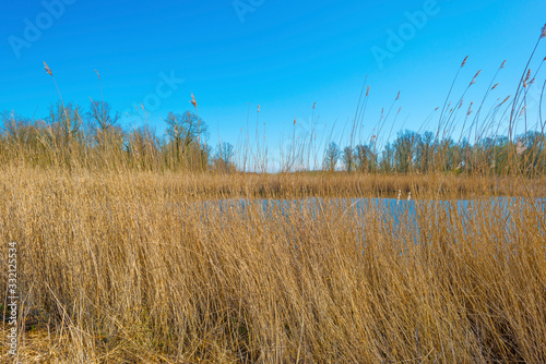 Reed along the edge of a lake in a natural park below a blue cloudy sky in sunlight in spring