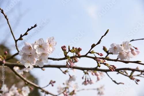 桜