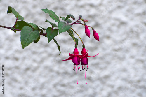 The beautiful fuchsia sprig photo