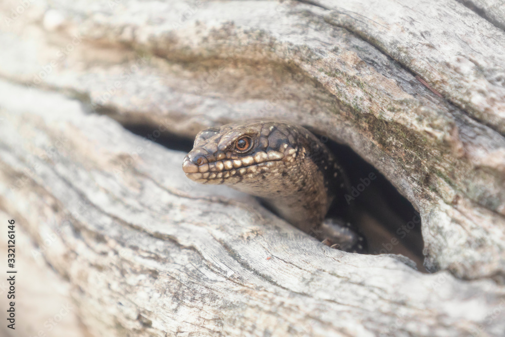 Wild tree-crevice skink (Egernia striolata) sticking head out of hole in branch Wild tree-crevice skink (Egernia striolata) sticking head out of hole in branch