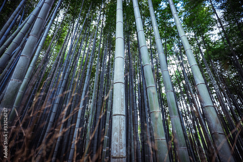 Tranquility in the Bamboo Forest  Japan