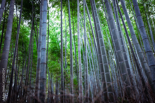 Tranquility in the Bamboo Forest, Japan