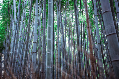 Tranquility in the Bamboo Forest, Japan