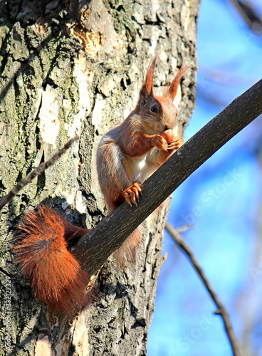 funny squirrel eats a delicious nut on a tree branch © sosnytskyi