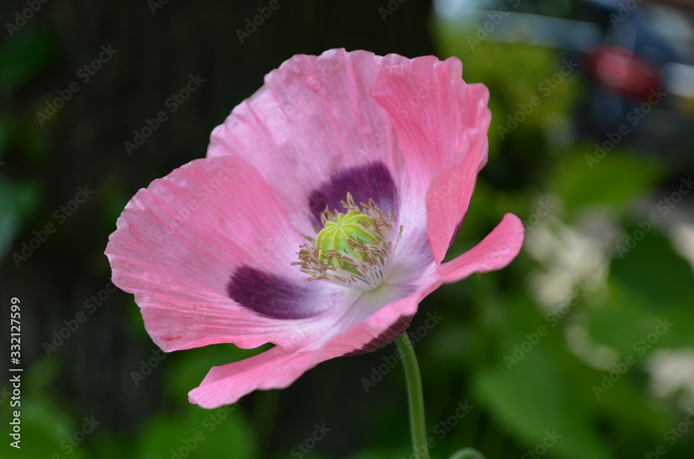 Close up of one pink poppy flower in a British cottage style garden in a sunny summer day, beautiful outdoor floral background photographed with soft focus