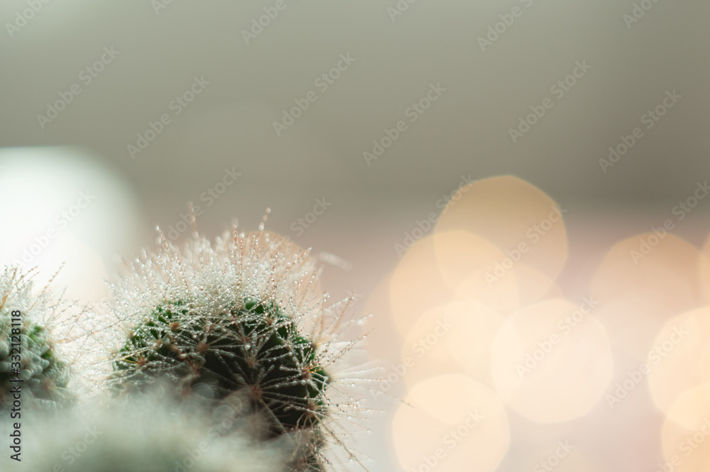 Green cactus in sun lights with little droplets. Bokeh and blurred background. Closeup. Macro view.