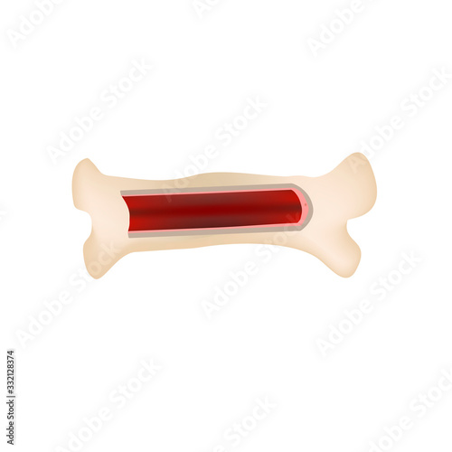 Bone stem cell. Bone marrow. Blood cells. Infographics. Vector illustration on isolated background.