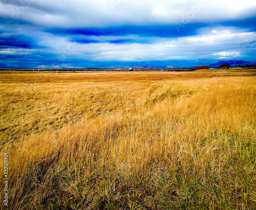 Field of Wheat photo
