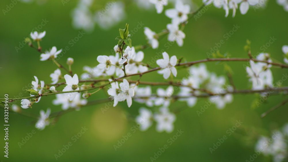 Die ersten Blüten versprechen den Frühling Die ersten Blüten versprechen den Frühling