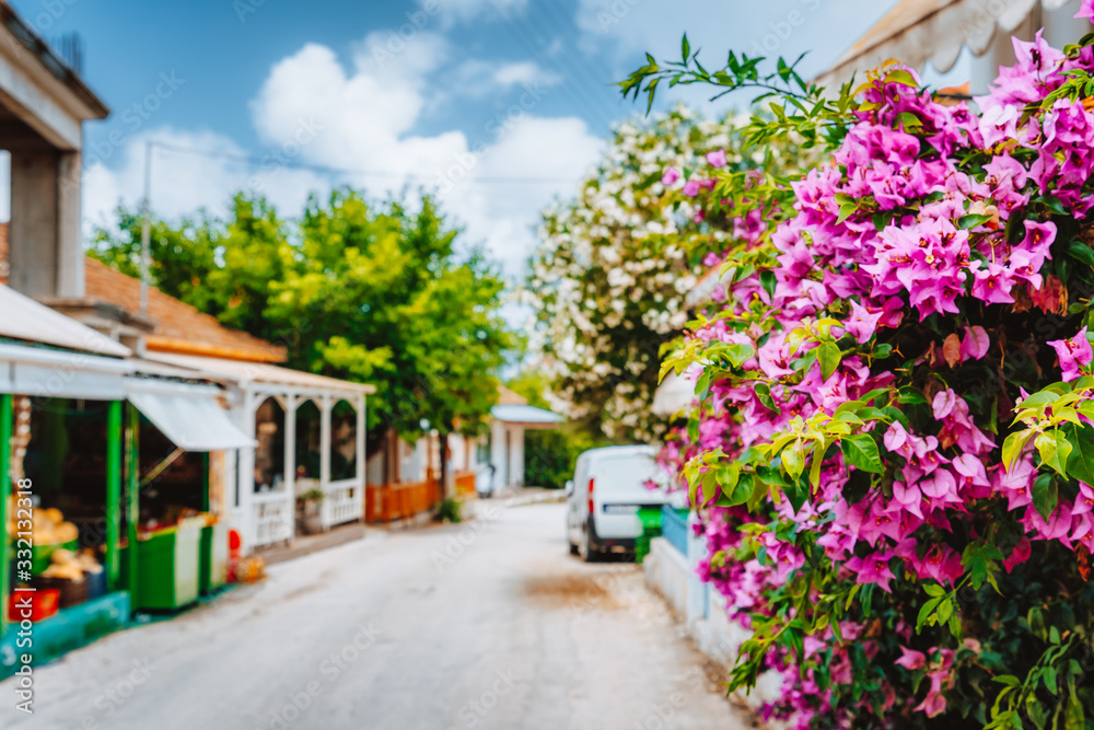 Fototapeta premium Magenta blossom flowers on the walkway in Assos. Traditional greek house on street with a big bougainvillea flowers