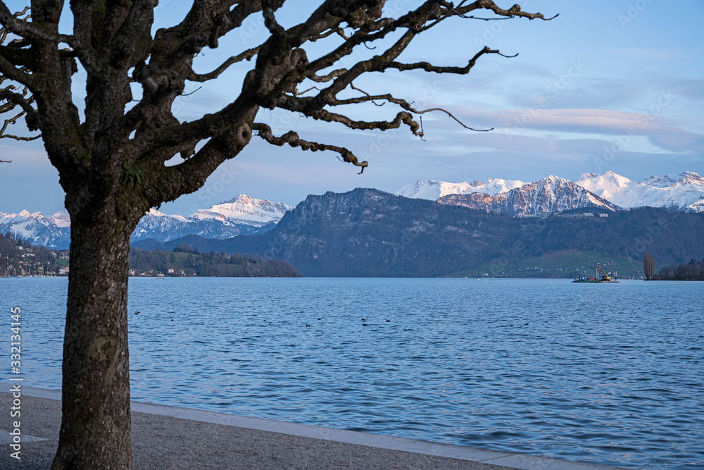 Kahler Baum am Ufer des Vierwaldstättersees, Luzern, Schweiz