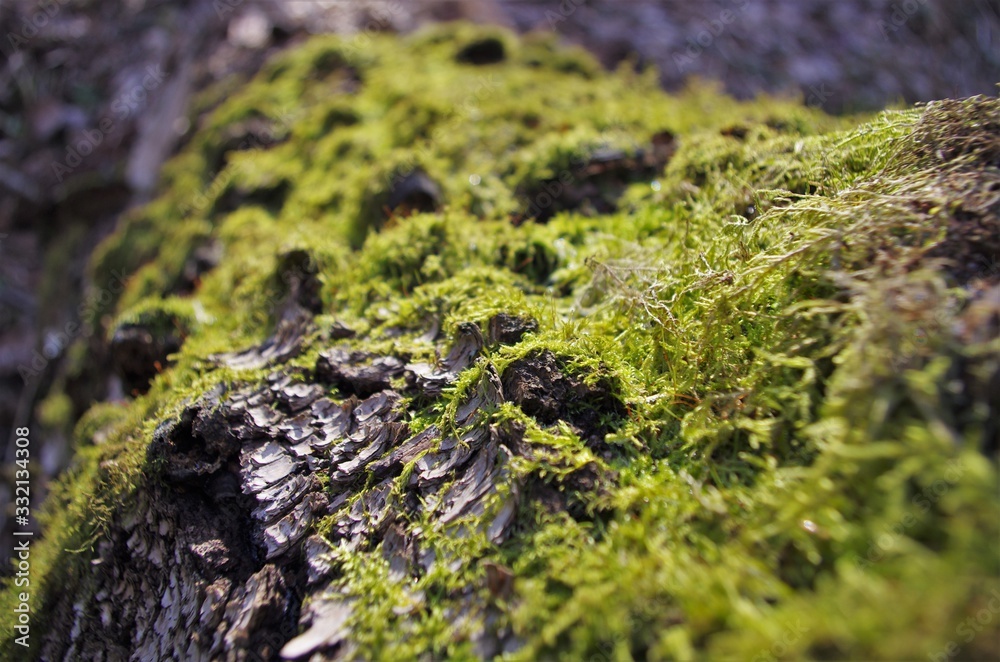 Beautiful green moss grows on an old tree in the forest, close up view, macro. Beautiful background of moss for wallpaper. Beautiful green moss grows on an old tree in the forest, close up view, macro. Beautiful background of moss for wallpaper.