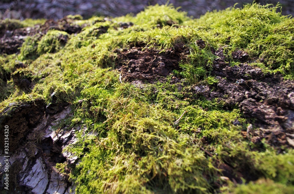 Fototapeta premium Beautiful green moss grows on an old tree in the forest, close up view, macro. Beautiful background of moss for wallpaper.