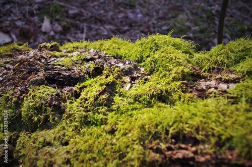 Beautiful green moss grows on an old tree in the forest, close up view, macro. Beautiful background of moss for wallpaper.
