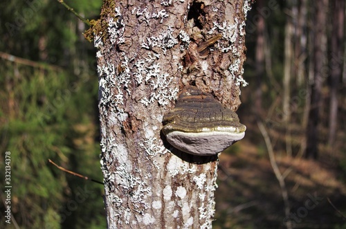 An old mushroom tinder fungus grows on a tree. Tree bark closeup covered with fungal growths.
