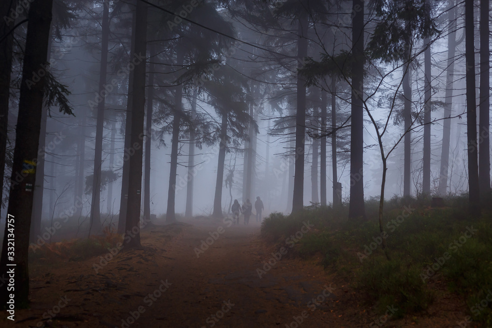 Fototapeta premium a group of three walking on a path in a forest covered in atmospheric mist or fog during late evening with scary atmosphere