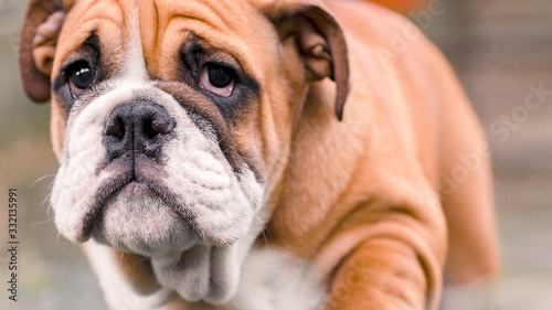 sad puppy of breed english red-white bulldog, closeup portrait