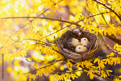 Congratulations on Easter. Bird's nest on a flowering tree. Happy easter!