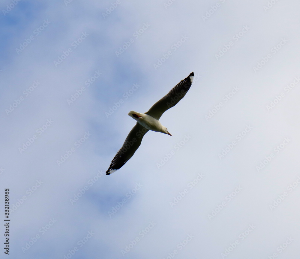 Seagull in full flight in a Melbourne Park Seagull in full flight in a Melbourne Park