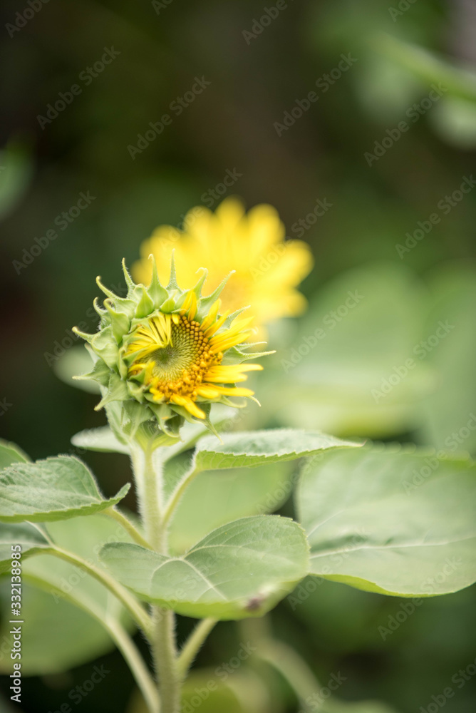 Close up of sunflower, Sunflower flower of summer in field, sunflower natrue background Close up of sunflower, Sunflower flower of summer in field, sunflower natrue background