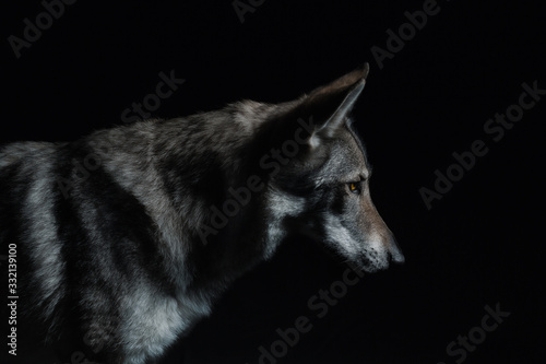 Wolf in different perspectives on dark blue background