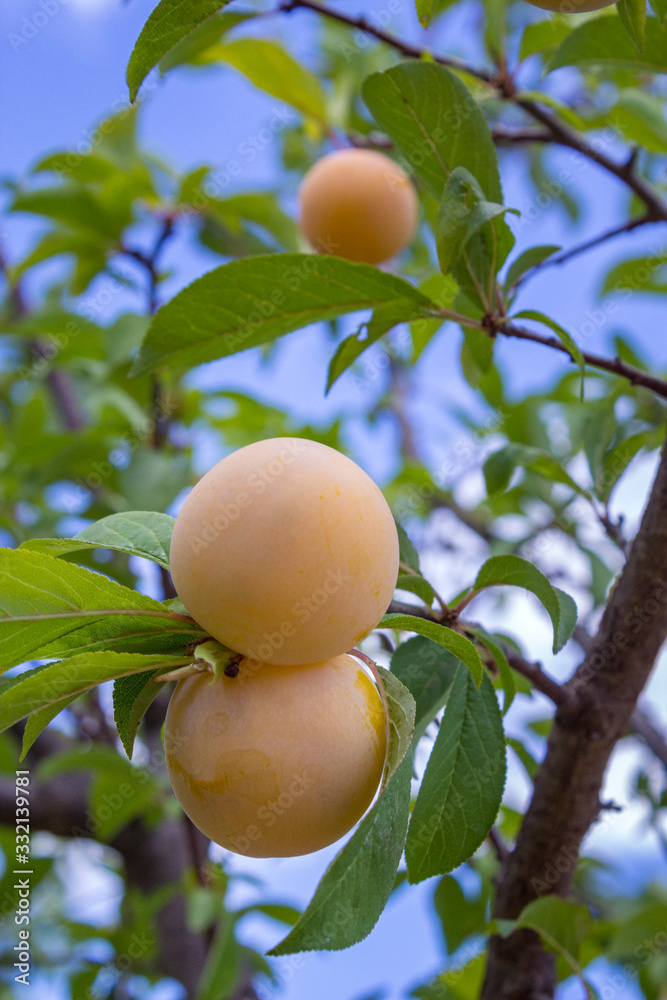Maturing plum, a fruit from the Prunus domestica deciduous tree species, it may have been one of the first fruits cultivated in ancient times throughout East Europe and Caucasus mountains.