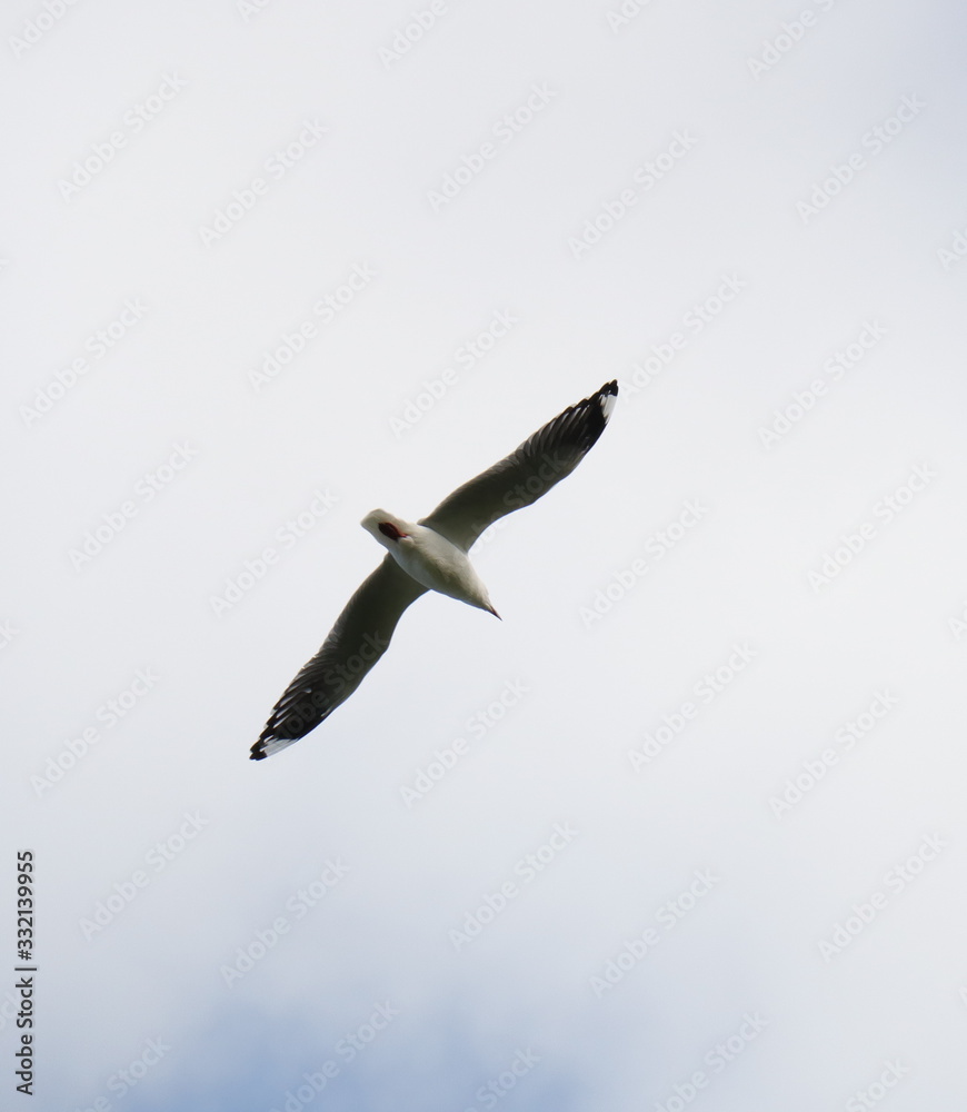 Seagull in full flight in a Melbourne Park Seagull in full flight in a Melbourne Park