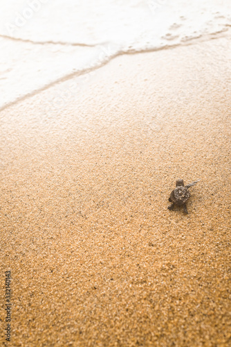 Bébé tortue Caouanne © DaicaPhoto