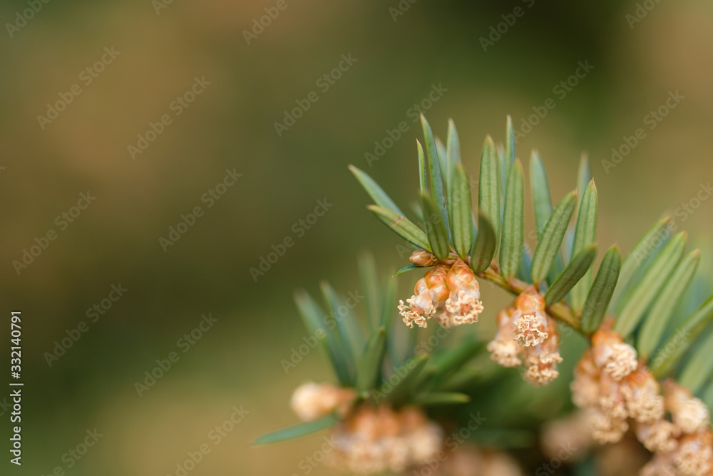 Pollen / Blütenstaub an einer Eibe (Nadelbaum) Pollen / Blütenstaub an einer Eibe (Nadelbaum)