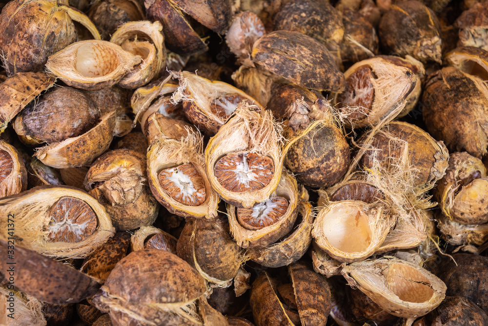 Dry raw areca nut or betel nut Dry raw areca nut or betel nut