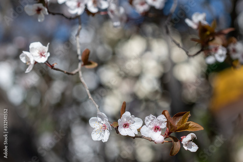 Spring bloom of cherry plum