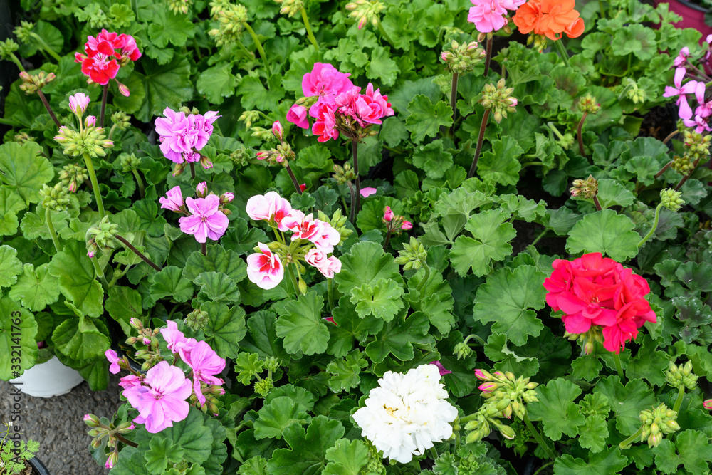 Background of vivid pink, red and white Pelargonium flowers (commonly known as geraniums, pelargoniums or storksbills) and fresh green leaves in a garden pot, beautiful outdoor floral background