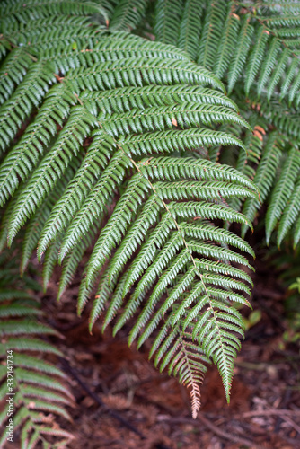 Green leaf of rough tree fern photo