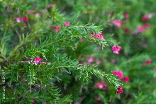 Blooming pink rosemary spider flower