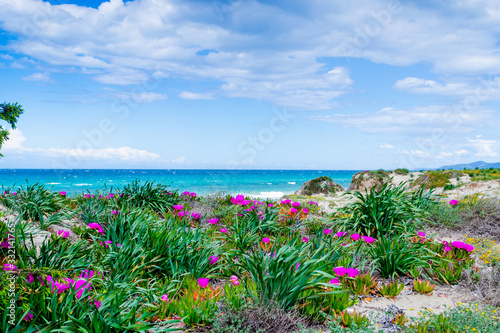 Flowers in Platamona shore under a cloudy sky