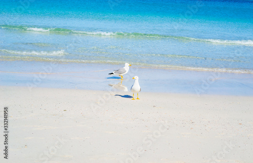 Two seagulls standing on the foreshore in Stintino