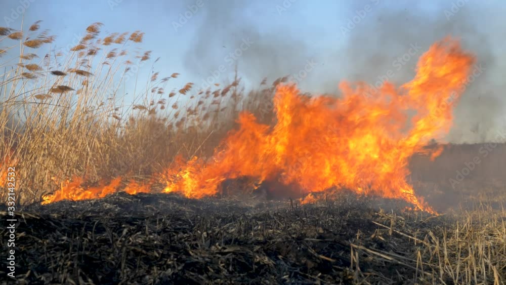 Dry grass burning. Climate change and ecology Dry grass burning. Climate change and ecology
