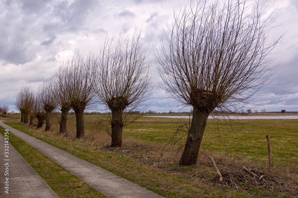 A number of pollarded willows are the typical landscape in Havelland, Germany.