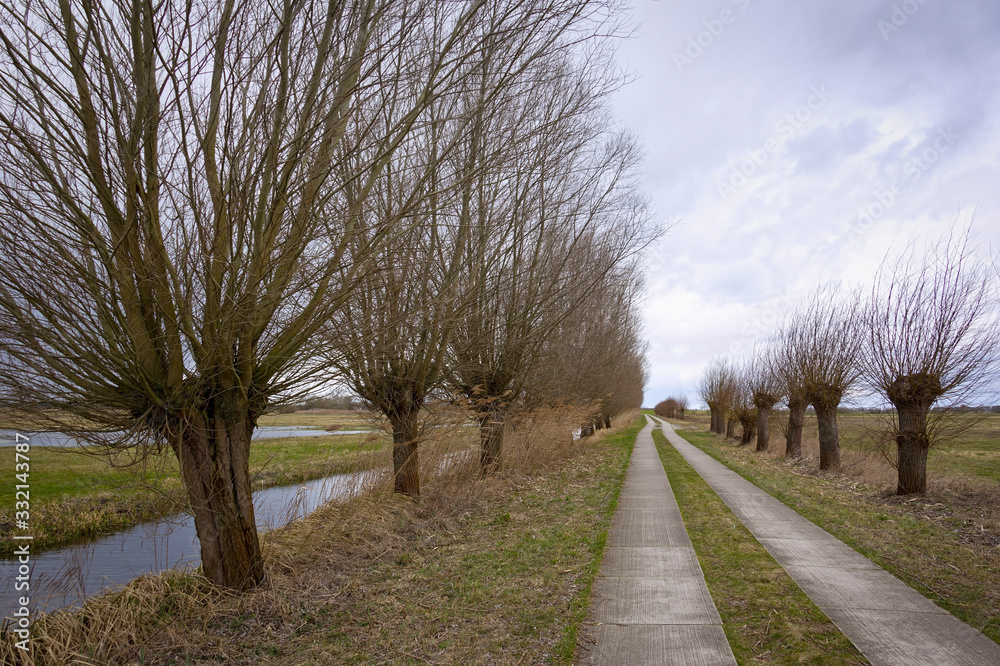 A number of pollarded willows are the typical landscape in Havelland, Germany.