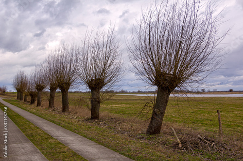 Obraz na płótnie A number of pollarded willows are the typical landscape in Havelland, Germany. w salonie