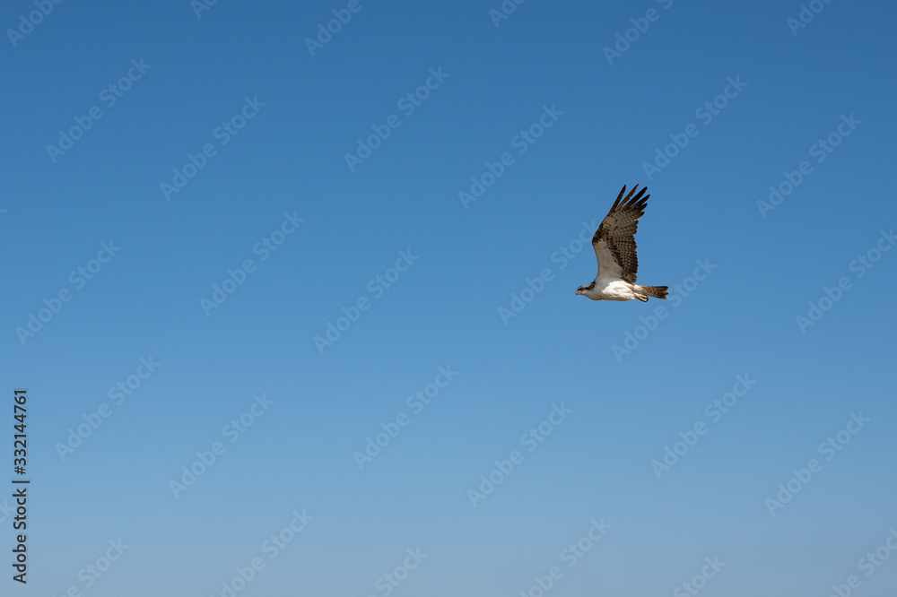 Fototapeta premium Low angle view of flying eagle in blue sky 