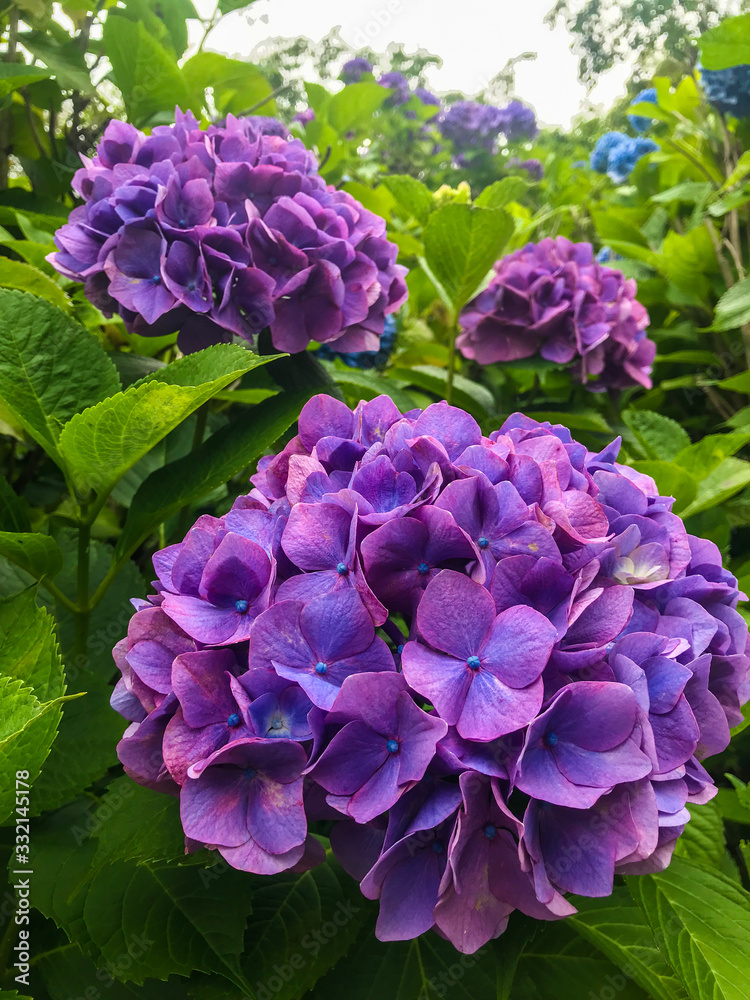 アジサイ　紫陽花　あじさい
