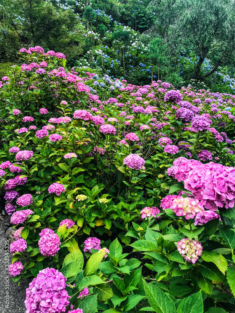 アジサイ 紫陽花 あじさい アジサイ 紫陽花 あじさい