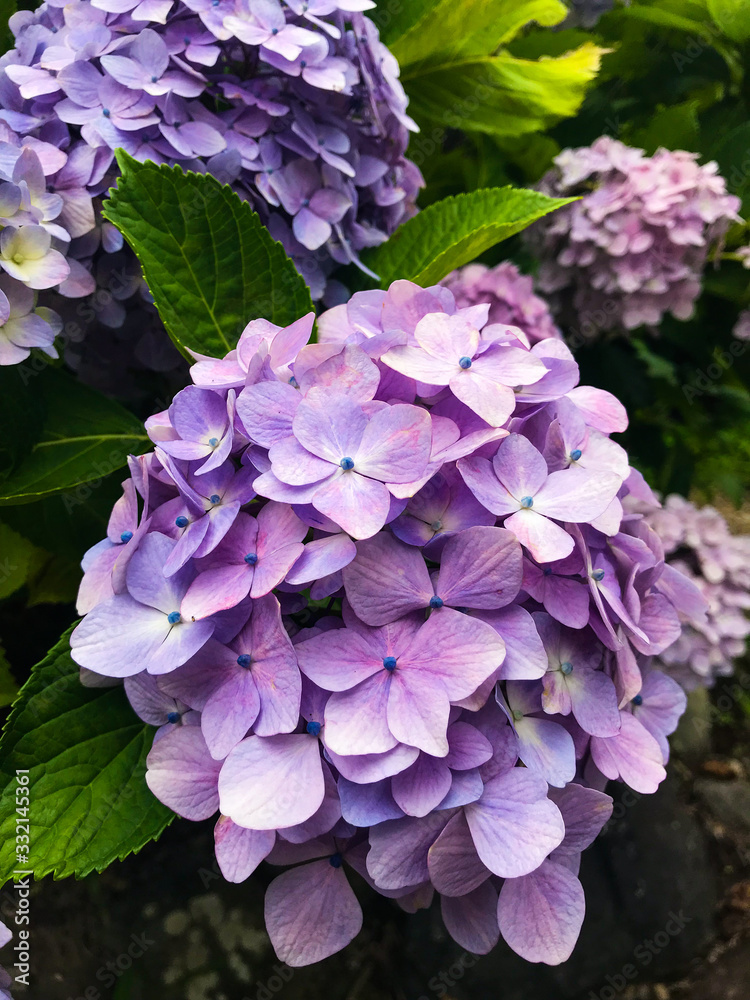 アジサイ　紫陽花　あじさい