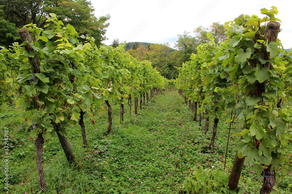 Weinfelder, Weinanbau
