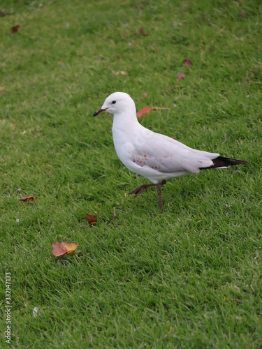Seagull foraging for food in a Melbourne Park © Elias Bitar