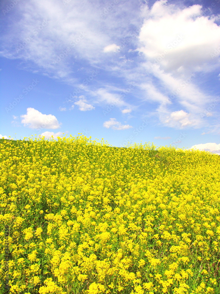 Fototapeta premium 青空と満開の菜の花咲く春の江戸川土手風景
