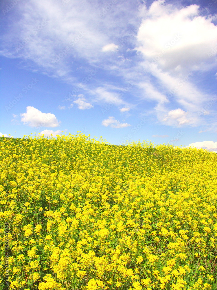 青空と満開の菜の花咲く春の江戸川土手風景