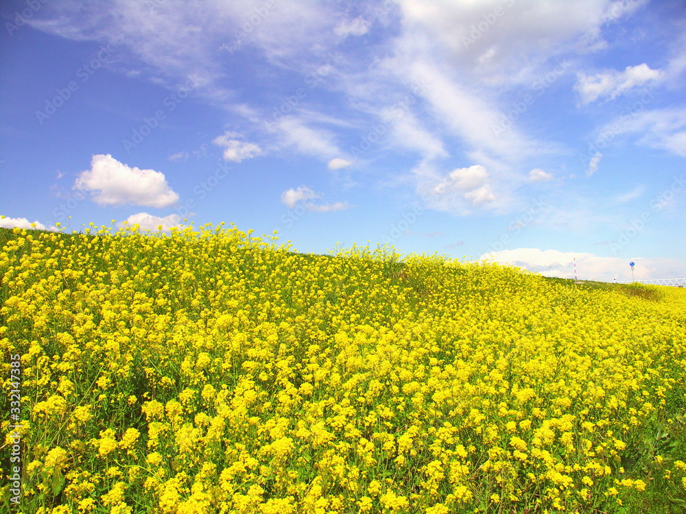 青空と満開の菜の花咲く春の江戸川土手風景